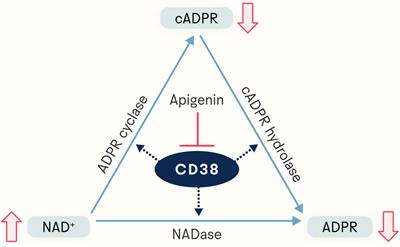 Apigenin: a natural molecule at the intersection of sleep and aging